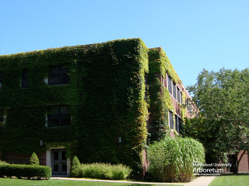 Screensaver | Marywood University