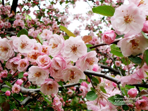 Brandywine-flowering-crabapple-800.jpg