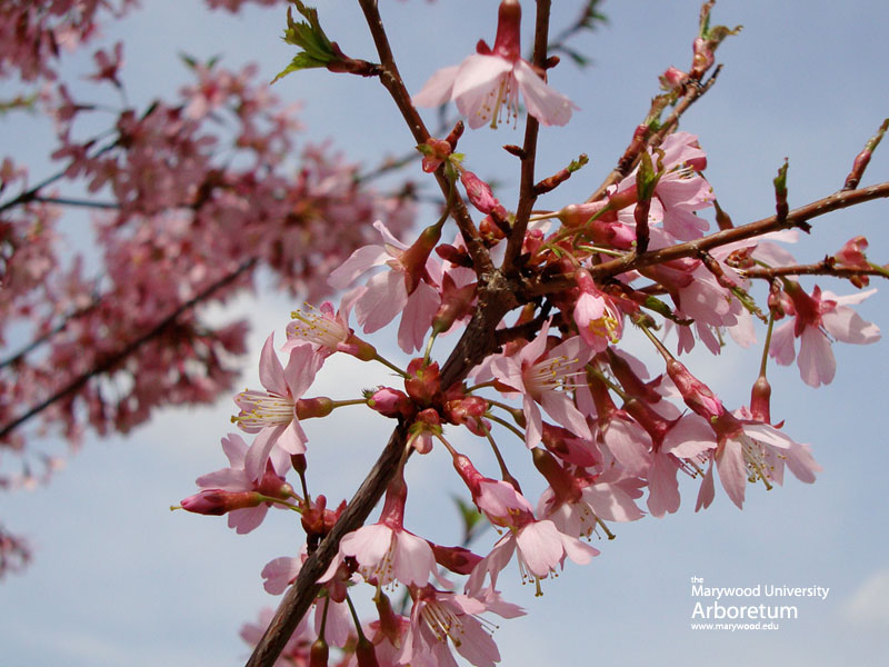 okame-flowering-cherry-20-800.jpg