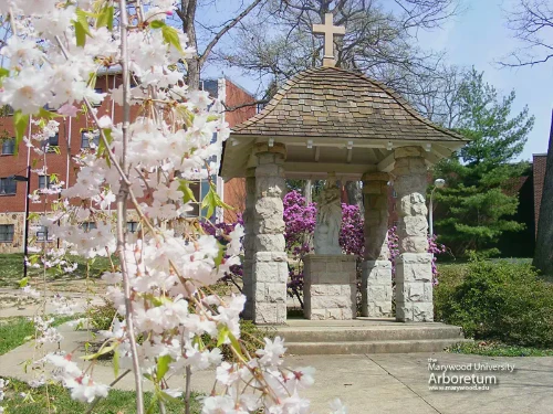 a picture of our lady victory statue within the Arboretum