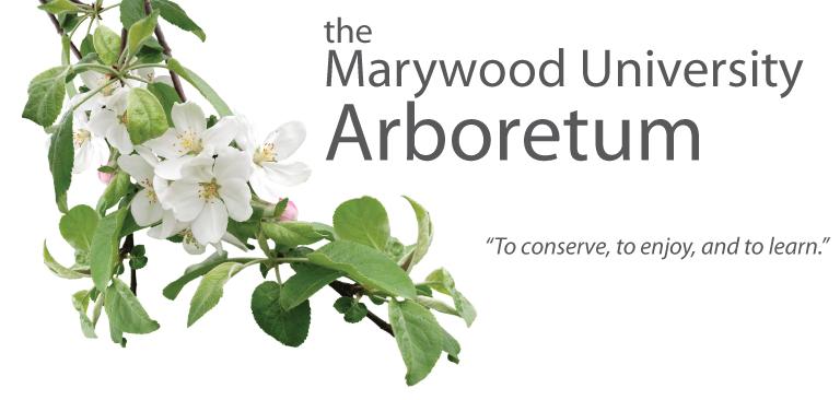 the Marywood University Arboretum logo