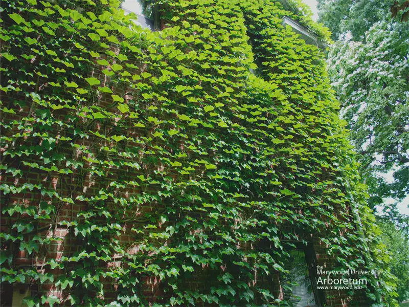 Vines-800.jpg