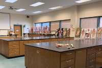 Two large wooden desks with anatomic pictures lay across in a Marywood science classroom